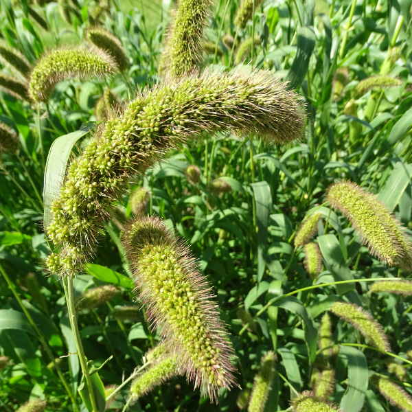Kodo Millets வரகு 500gm