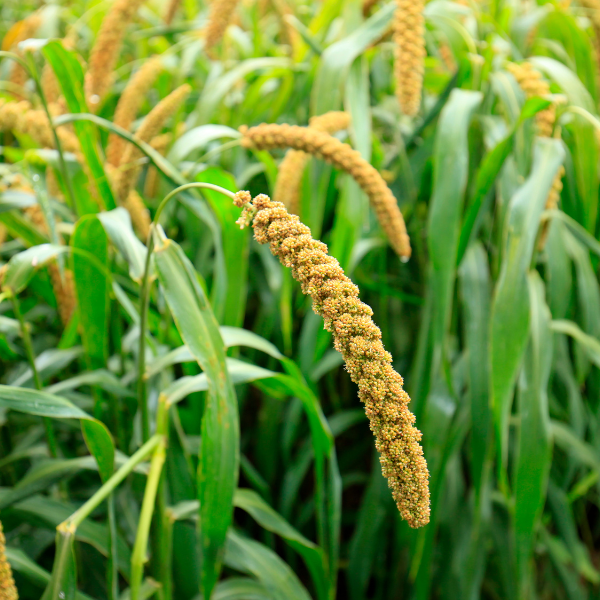 Barniyard Millets குதிரைவாலி 500gm
