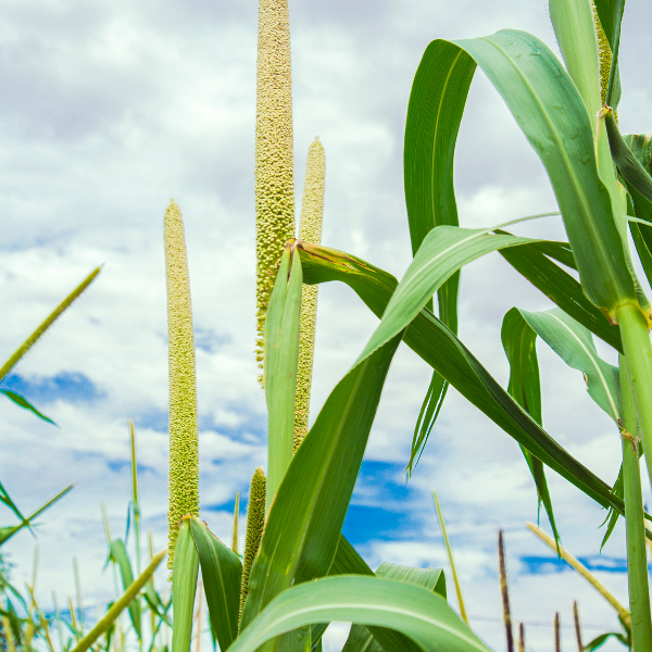 Little Millets சாமை 500gm