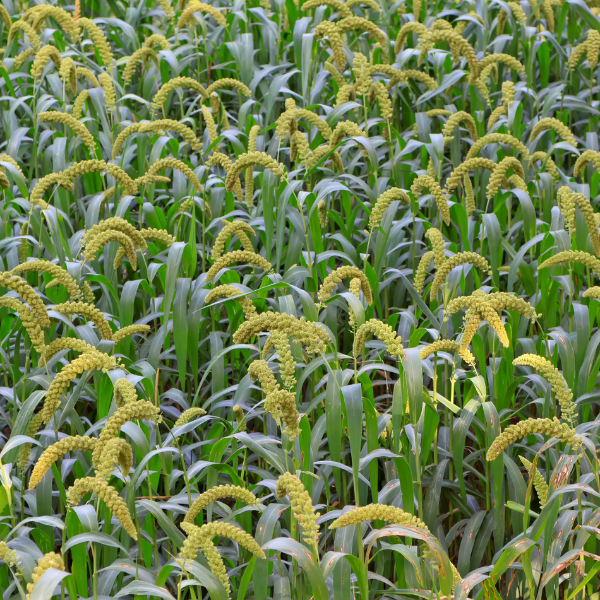 Foxtail Millets திணை 500gm