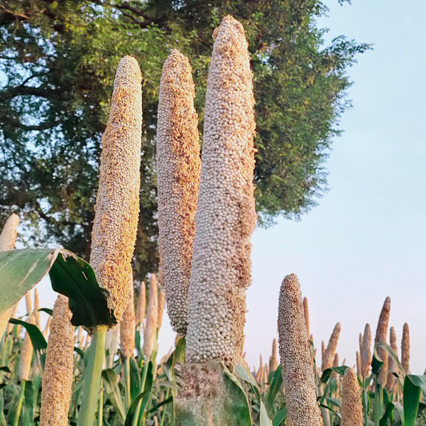 Kambu / Bajra / Pearl Millets - கம்பு 500gm